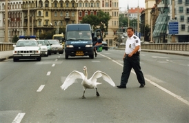 Labutě někdy v Praze blokují dopravu.