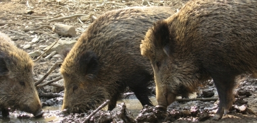Přemnožená divoká prasata zaplavují Česko (ilustrační foto).