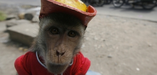 Opička v ulicích Jakarty.