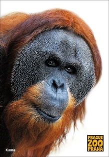 Zesnulý orangutan Kama.