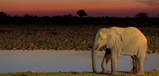 Slonům pralesním hrozí vyhubení (ilustrační foto).
