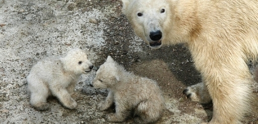 Medvědice Cora se svými prvními mláďaty v roce 2008.