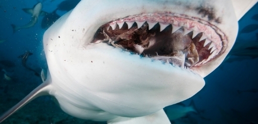 Žralok zuby má jak nože.