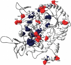 Enzym beta-galaktosidáza archebakterie Halorubra lacusprofundi.