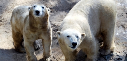 Medvědice Cora (vlevo) a samec Umca.