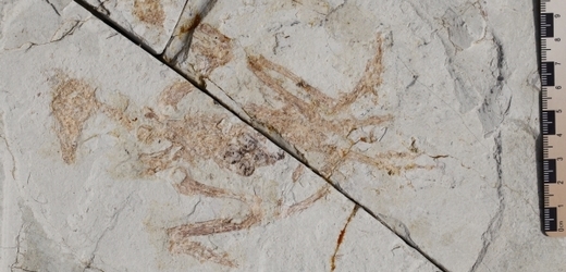 Jedna z fosilií s dochovanými vaječníky.