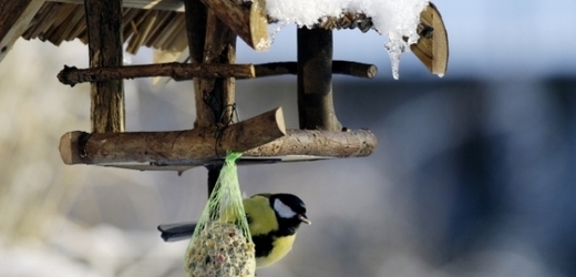 Na sníh mohou podle ornitologů doplatit různé druhy ptáků (ilustrační foto).