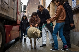 Muslimská rodina s ovcí na bruselské ulici. Zvíře obětují a maso rozdělí mezi chudé.