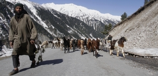 Nomádi s kozami v Kašmíru.