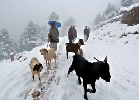 Sníh a mráz zahubil desítky tisíc koz.