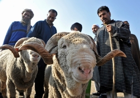 V Kašmíru s konají i soutěže o nejkrásnější kozy.