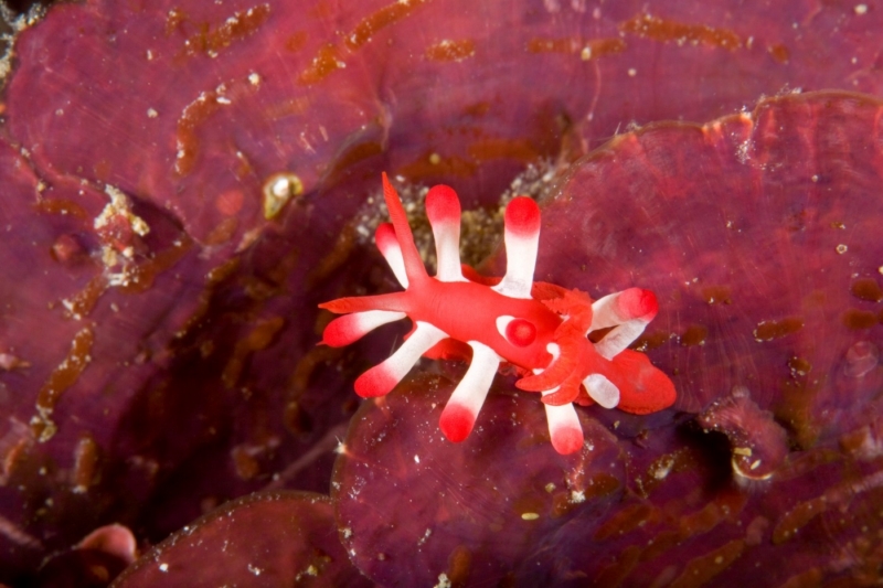 Mořský měkkýš charakteristický svými bělavými hřbetní přívěsky. Čtyři páry končetin jsou symetricky uspořádány podél hřbetního okraje. Vyskytuje se v růžové a červené barvě.