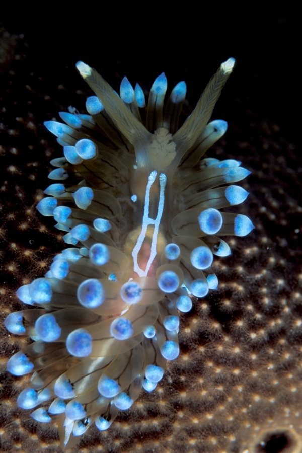 Nudibranchs patří mezi mořské měkkýše s obzvláště měkkým tělem. Občas jsou chybně nazývání "mořskými slimáky" a vyskytují se v celé škále pestrých barev.