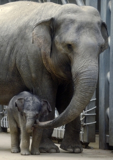 Pražská zoo slavnostně otevře nový pavilon Údolí slonů.