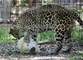 Na Floridě slaví Velikonoce i velké kočkovité šelmy. Zlatý leopard Reno sice pořádně netuší, kde se v jeho kleci vzalo velké kašírované vejce, ale jako hračka poslouží.