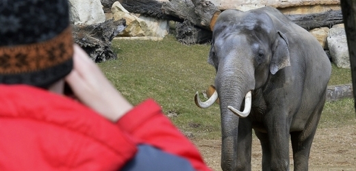 V pražské zoo otevřeli Údolí slonů.