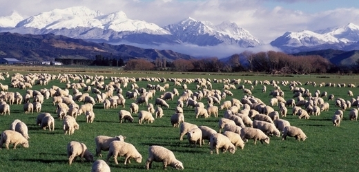 Není ovce jako ovce. I na tom lze pěkně vydělávat. (ilustrační foto)