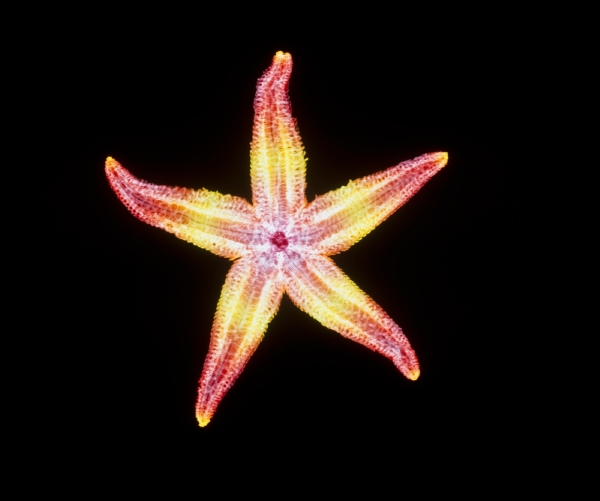 Mořská hvězdice z rodu Asteroidea patří mezi takzvané ostnokožce.