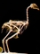Největší pták světa žijící v Africe je ozdobou ptačí říše. Pštrosí kosti jsou dostatečně silné, aby mohutné tělo unesly.