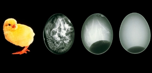 Na tomto unikátním znázornění můžeme odhalit vývoj kuřecího embrya.