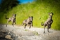 Vipeti patří k nejrychlejším psům na světe, používají se na závodění.