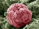 Uměle obarvený snímek z elektronového mikroskopu ukazuje cévní klubíčko glomerulus. Podocyty, buňky, které glomerulus obalují, mají růžovou barvu. Snímek byl zvětšen 650x.