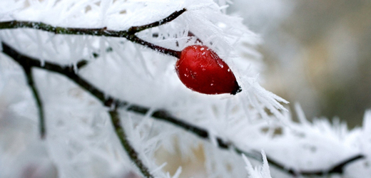 Na Jizerce v Jizerských horách naměřili minus 20 stupnňů Celsia (ilustrační foto).