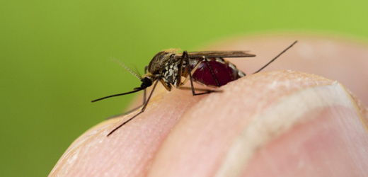 Komáři nezpůsobují jen nevinná štípnutí (ilustrační foto).
