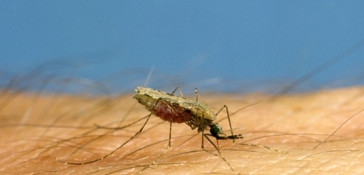 Samička komára Anopheles gambiae na lidské ruce.