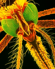 Hlava komára Anopheles gambiae v elektronovém mikroskopu.