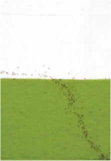 Stezka mravence Wasmannia auropunctata se láme podobně jako světlo.