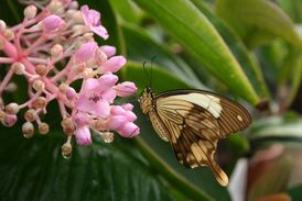 Pražská botanická zahrada vystavuje tropické motýly.