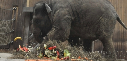 Sloní oslavenkyně Rashmi vesele dupe po narozeninovém dortu.