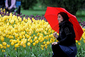 Ženy a dívky v íránském Teheránu přišly obdivovat rozkvetlé tulipány do tamních parků. (Foto: ČTK/AP)