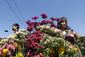 V jihokorejském Soulu probíhá jarní festival květin, který přilákal spoustu návštěvníků. (Foto: ČTK/AP)