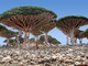 Socotra Archipelago, Jemen. Malé souostroví v Indickém oceánu se před miliony let odlomil od superkontinentu Gondwana a od té doby si žije vlastním životem. (Foto: Benvanderveen.com)