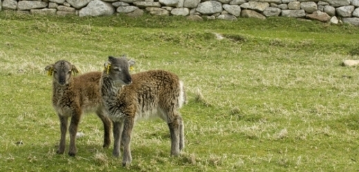 Nejen polodivoké ovce z Hebrid ubývají na váze.