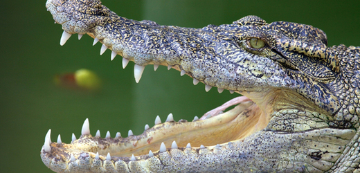 Francouze napadl krokodýl (ilustrační foto).