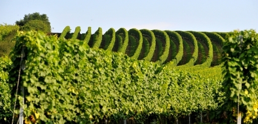 Tradiční vinařské oblasti jsou ohroženy zvyšováním teplot a prodlužující se dobou sucha (ilustrační foto).