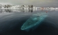 Potopená jachta, Antarktida.