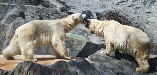 Námluvy ledních medvědů působí divoce.