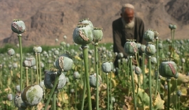 Afghánci se těší na rekordní úrodu opia.