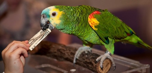 Papoušek, co umí šetřit peníze. 