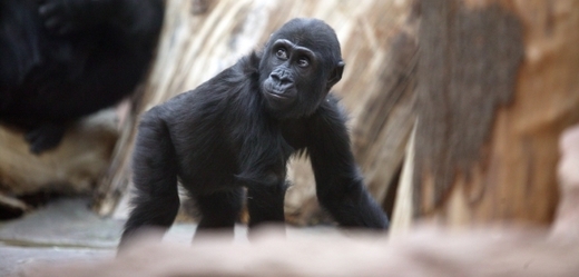 Návštěvníci pražské ZOO znají Moju jako mládě. Gorila se v roce 2011 odstěhovala do Španělska.