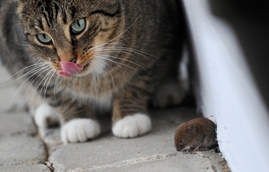 Geneticky upravené myši se nebály kočičího pachu (ilustrační foto).