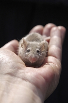 Gentikové mění DNA myší, jak se jim zlíbí.