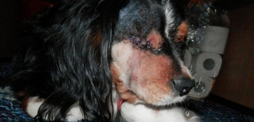 Pes Marley skončil po útoku v kaluži krve. Měl vážné zranění hlavy a přišel o oko.