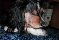 Pes Marley skončil po útoku v kaluži krve. Měl vážné zranění hlavy a přišel o oko.