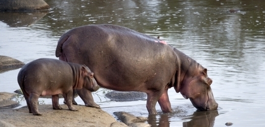 Hroši vodu milují (ilustrační foto).