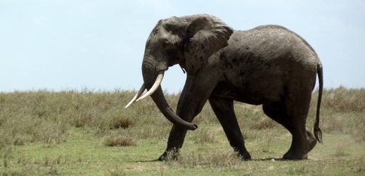 Národní park Zakouma přišel za deset let o 90 procent slonů (ilustrační foto).